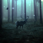 Dark, Emotional Deer Photo Manipulation