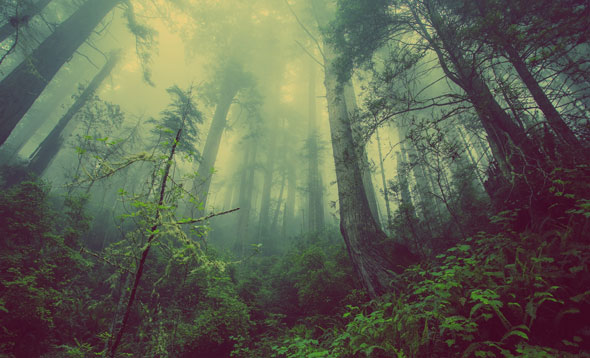 create a fantasy photo manipulation of