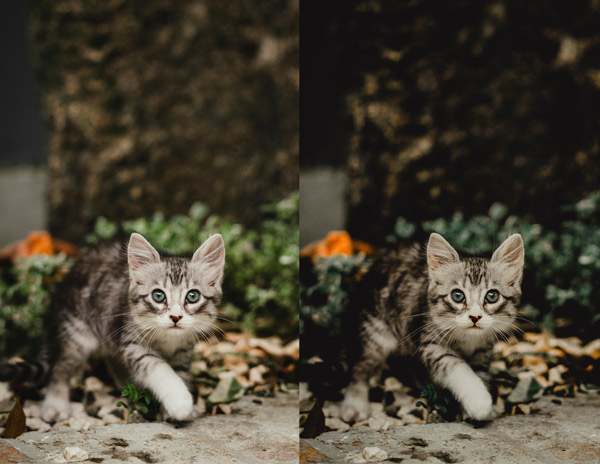 Free-Dark-Cat-Preset-featured