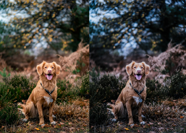 free-moody-blue-forest-preset-featured