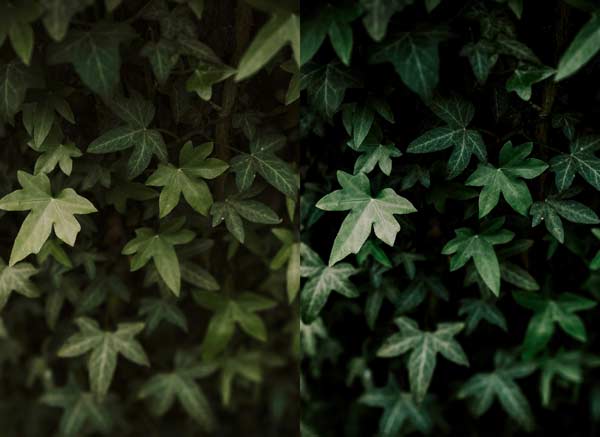 Free-Ivy-Leaves-Preset-before-after