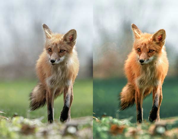 Free-Red-Fox-Preset-before-after